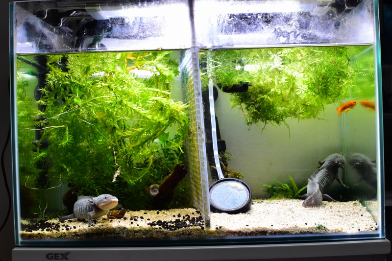 廃盤】定番に隠れた良照明！テトラ「パワーLEDプレミアム」レビュー