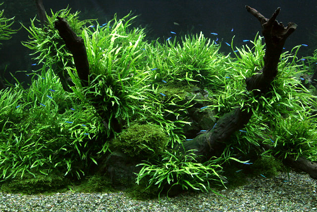 ミクロソリウム本ナロー、ウィーピングモス、ミクロソリウム活着石が