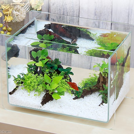 公式決定版！アクロ水槽のすべて | AQUALASSIC