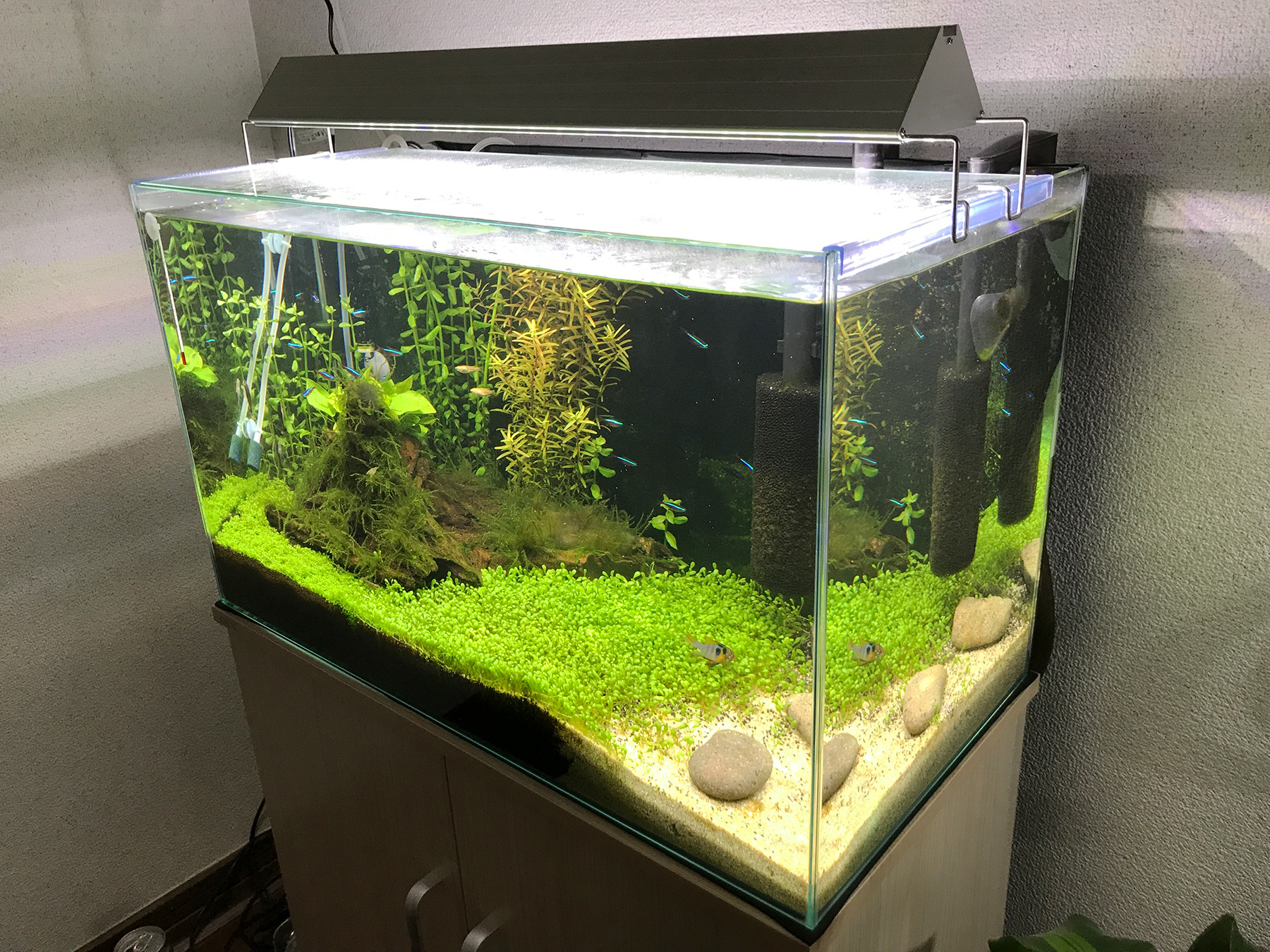 60センチ水槽レイアウト素材 【公式通販】