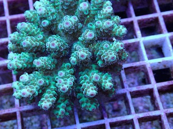 アクアスタイルユー（AQUASTYLEYOU）｜海水魚・サンゴの通販 販売