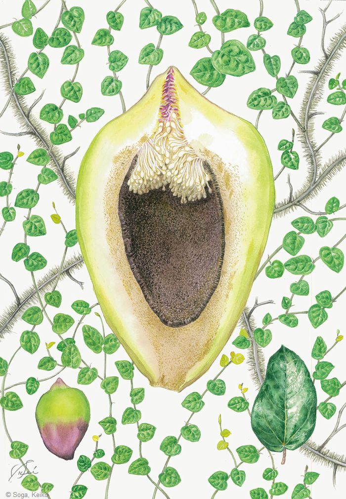 ギャラリー：日本植物画倶楽部