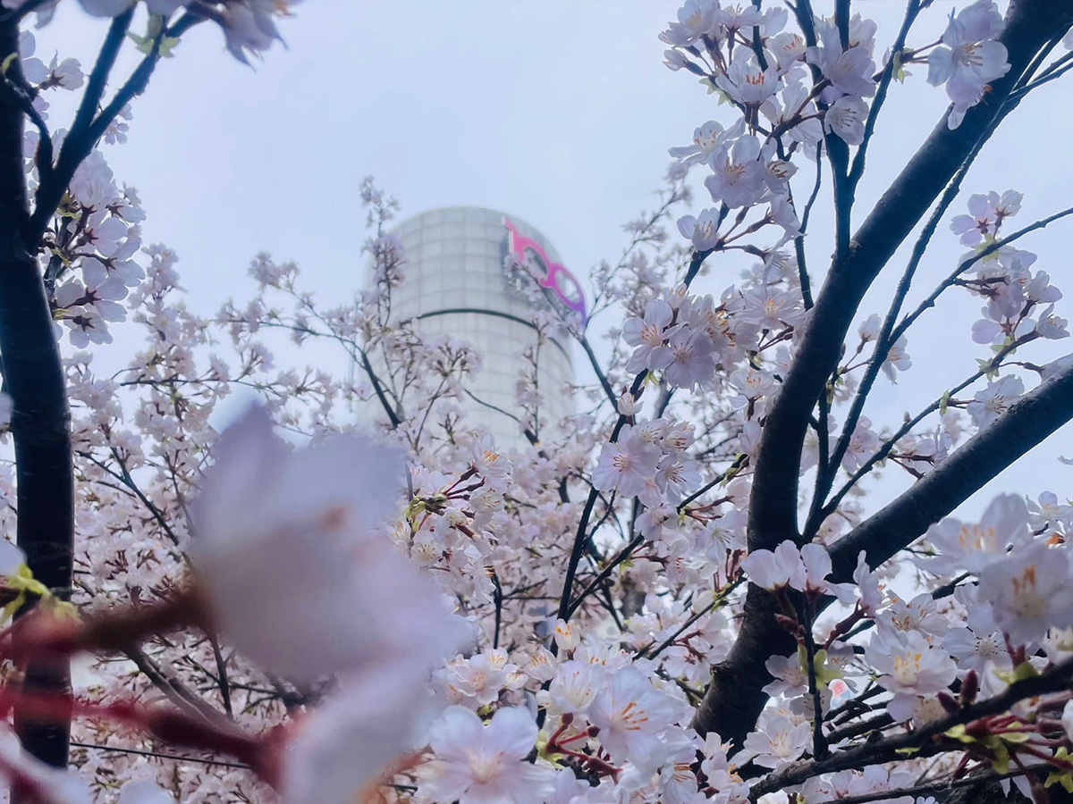 桜の木造形ディスプレイ｜美術製作・美術施工プロデュースの(株)アルチザン