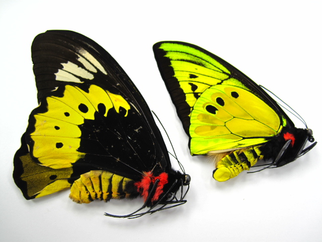 トリバネアゲハ・ゴライアストリバネアゲハ・メガネトリバネアゲハ