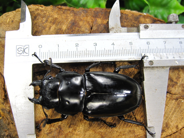 超大型】 マンディブラリスフタマタクワガタ 標本 オス メス 超大型