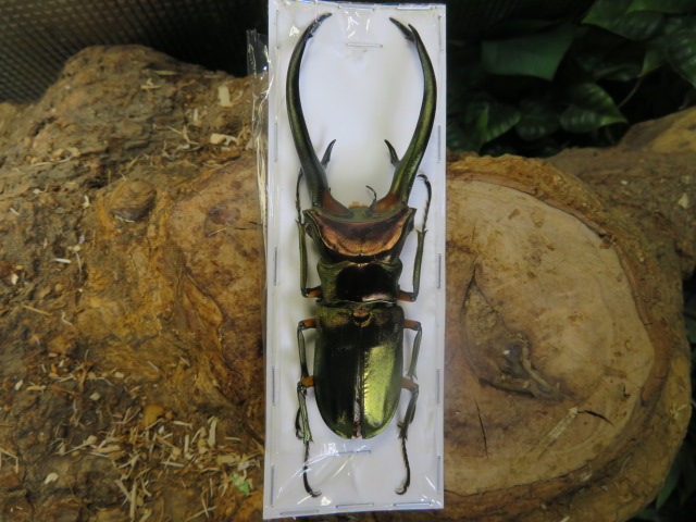 大型 エラフスホソアカクワガタ♂野外標本 昆虫標本 大型エラフス