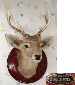 キジ剥製(西岡剥製工房) キジ剥製(西岡剥製工房) いろんなものを作って