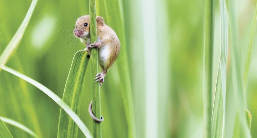 カヤネズミの゙巣6個セット