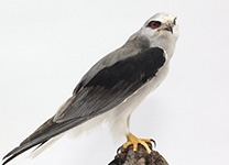 カタグロトビ | ワシ・タカ・ハヤブサ | 剥製の製作・直売・レンタル