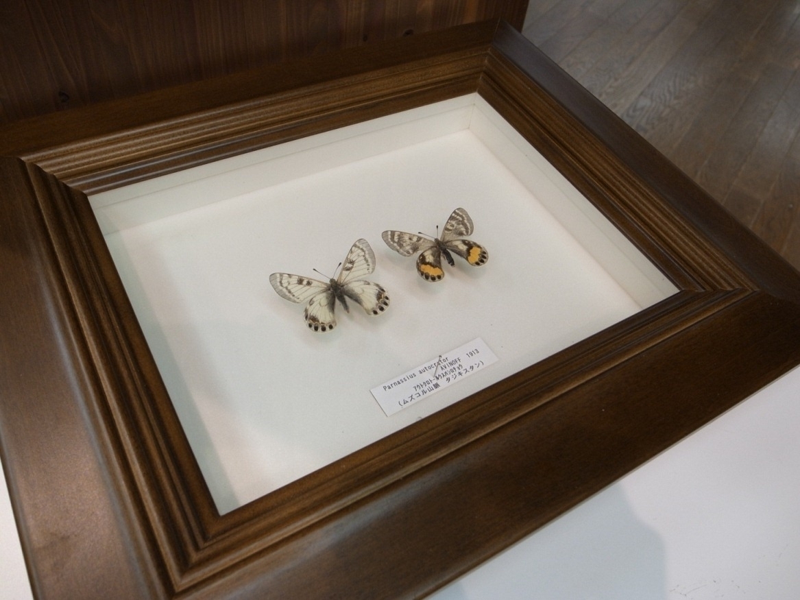 アルプスあづみの大昆虫博」7月14日より長野県・安曇野市にて開催中