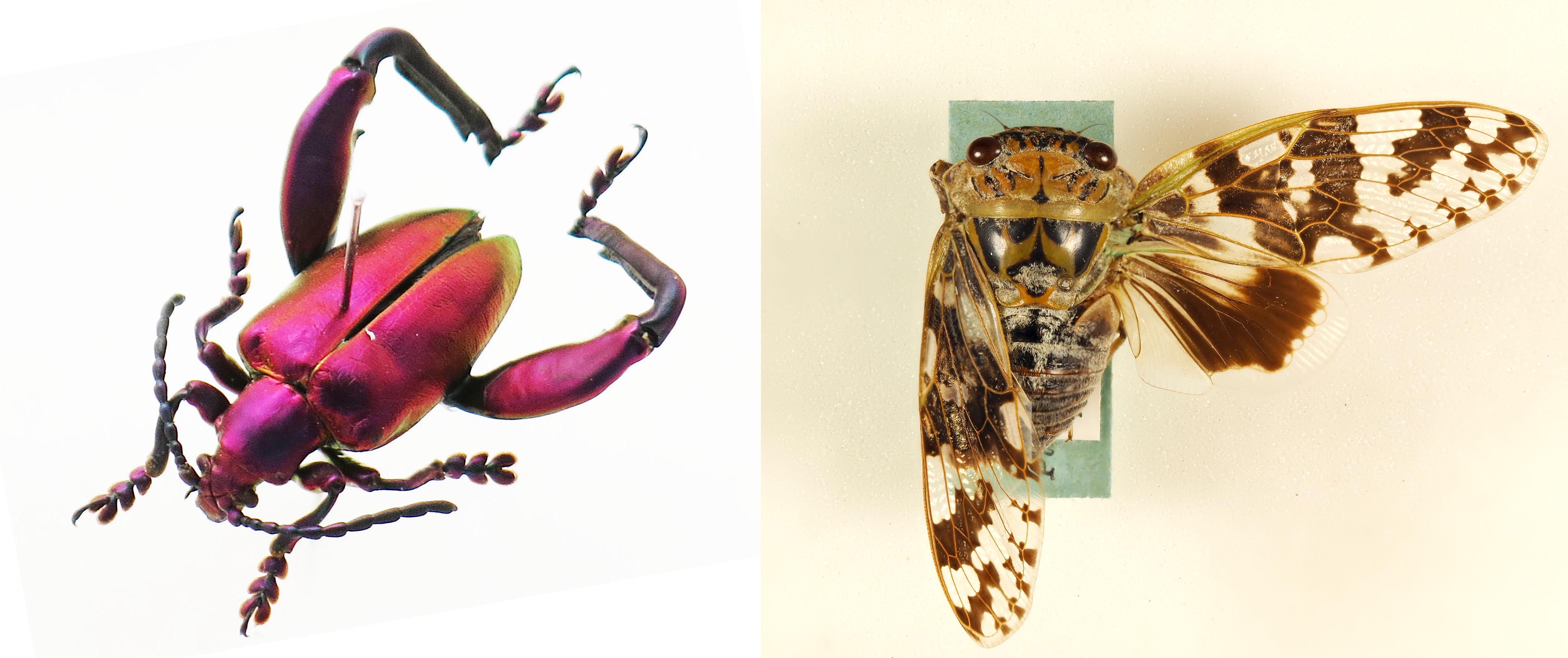 ハンツマン・スパイダーマン🕷️ : r/Spiderman 【標本】トゲグモ