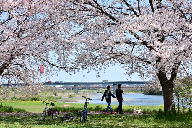 相模川三川合流点-ソメイヨシノ- - 厚木市観光協会 あつぎ観光なび