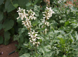 ルッコラ (Rocket)