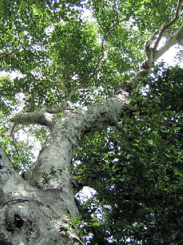 ダケカンバ (Betula ermanii)