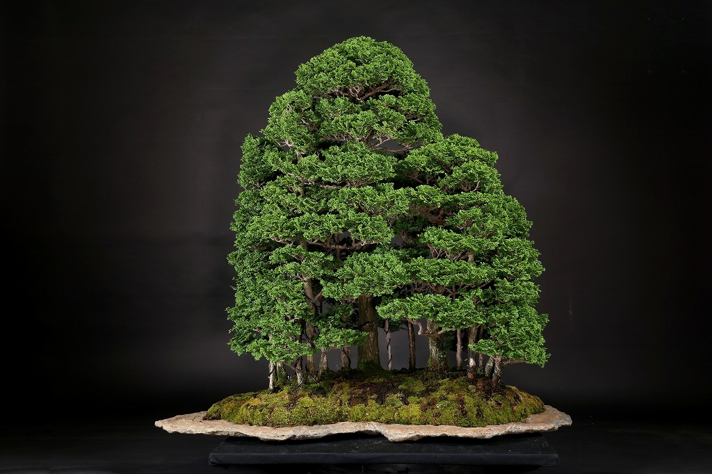 津山桧石付寄植 約50年 | 雨竹亭オンラインショップ