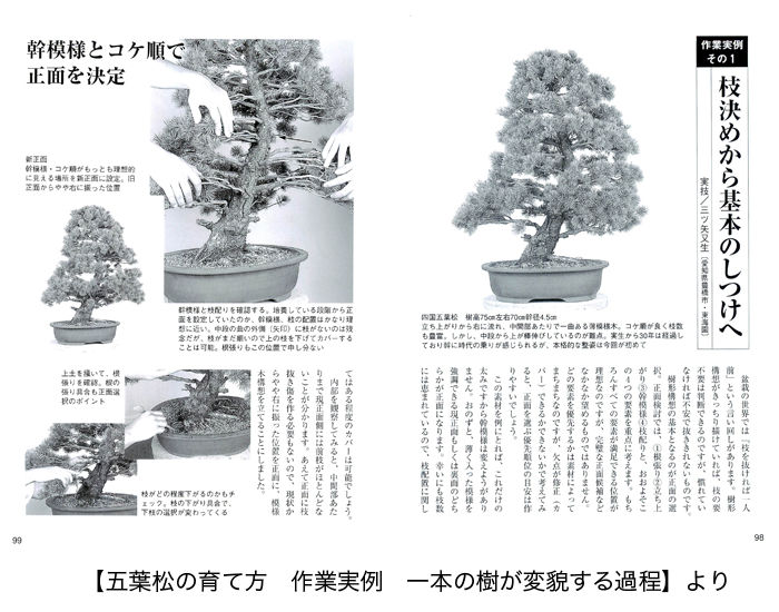五葉松盆栽の作り方―図解で示す盆栽樹形の整姿・整形 図解