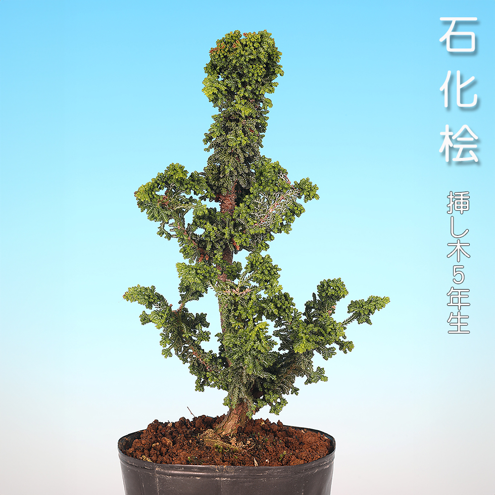 竹峰 盆栽鉢 石峰雨竹製 | 盆栽、盆栽書籍、盆栽鉢の 【希少】竹峰