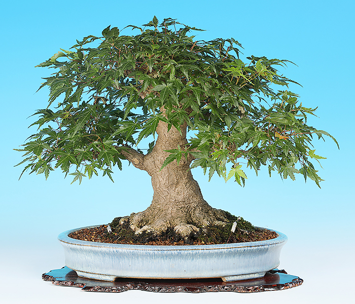 紫砂の鉢 四方植木鉢 盆栽鉢 植木鉢 小品盆栽鉢 大品盆栽鉢 四角蘭鉢