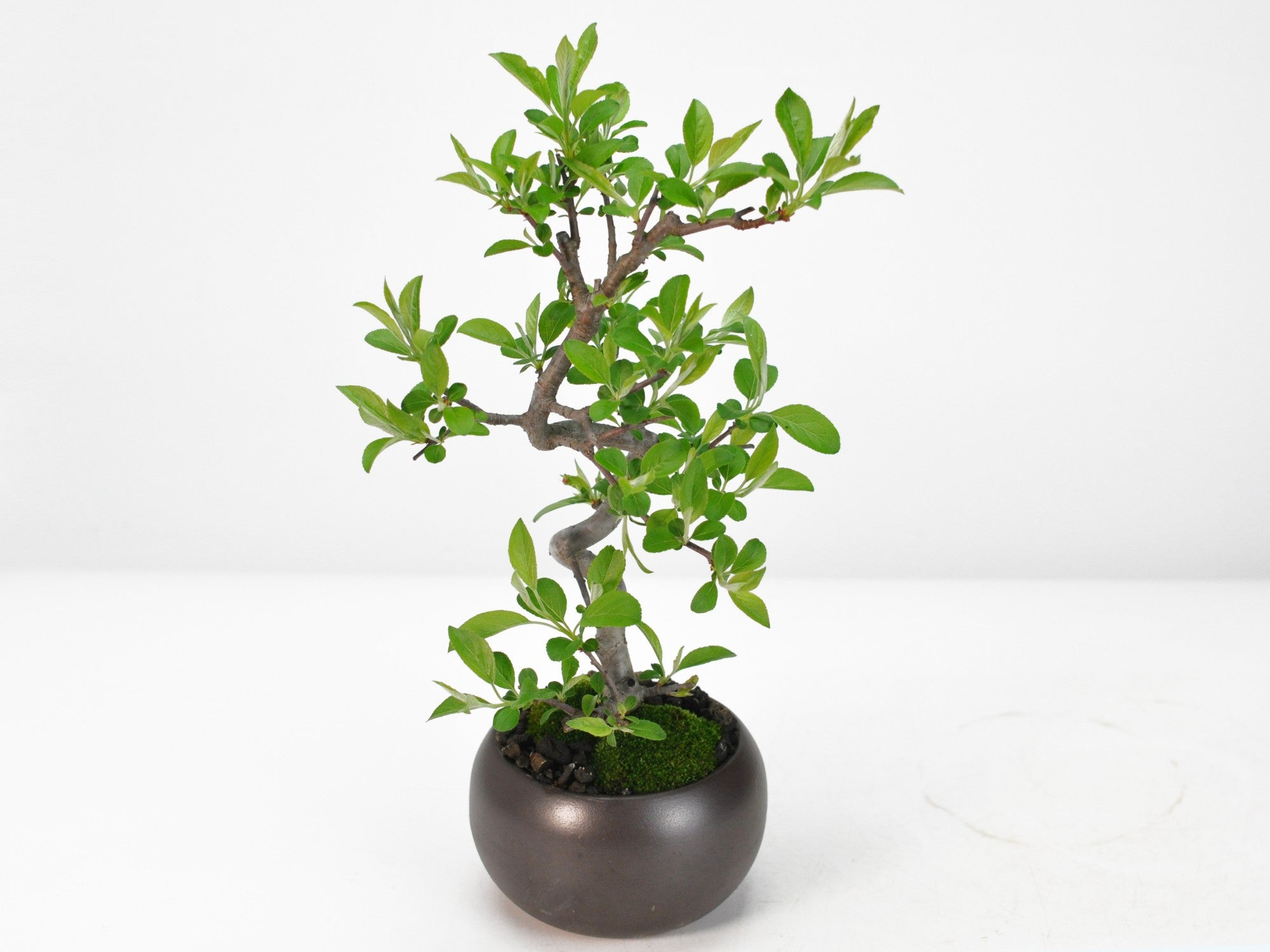 峯山 正方 深め 盆栽鉢 峯山 正方 深め 盆栽鉢 峯山 正方 深め 盆栽鉢