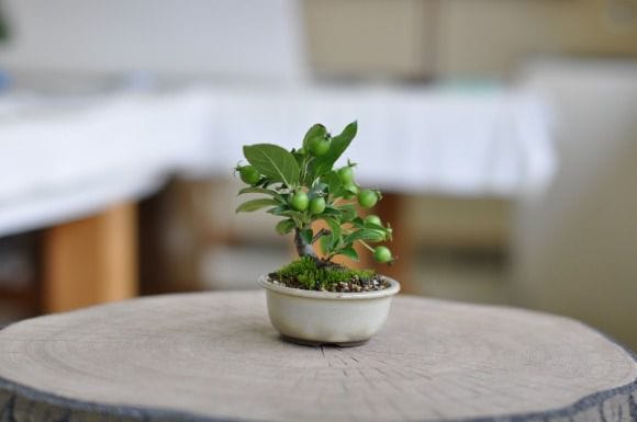 烏泥(ウデイ) モッコ型鉢 【盆栽鉢】【7号】【常滑焼】を販売｜初心者