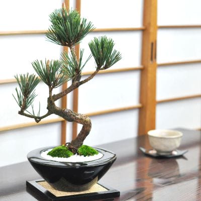 木・竹の敷物の販売｜盆栽妙 – 盆栽妙 本店