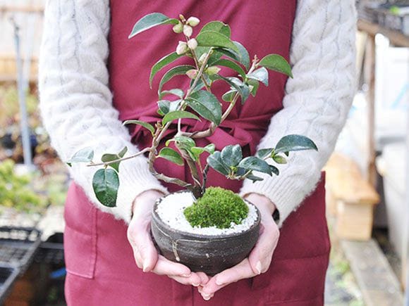 ミニ盆栽鉢 桑津香石 絵鉢 楕円形 山野草 ミニ盆栽鉢 絵鉢 桑津香石 丸
