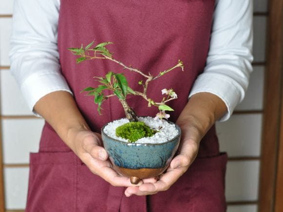 802.夢陶 緑釉额入切角長方 盆栽鉢 植木鉢 9.5*