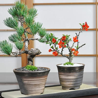 ミニ盆栽の販売 | 盆栽通販の盆栽妙 – 盆栽妙 本店