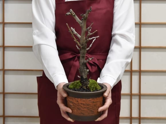 藤盆栽 太幹 信楽焼 朱焼陶器の盆栽を販売｜盆栽妙 – 盆栽妙 本店