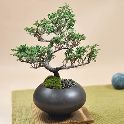 15号鉢(幅45～47cm)の販売｜盆栽鉢の盆栽妙 – 盆栽妙 本店