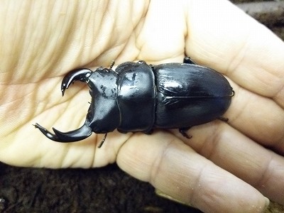 ファーブル伊藤の生き物日記「雌雄型のオオクワガタ登場！」 ｜ 長崎