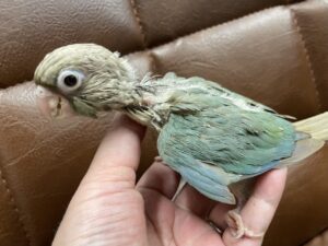 黄金色の鳥｜コガネメキシコインコ Sun Conure｜M_ayumi 【新品未使用