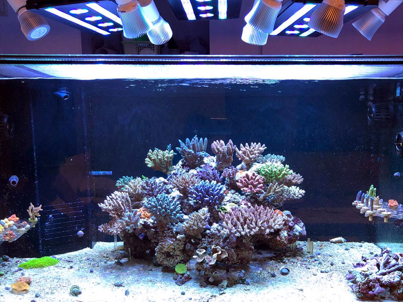 最終値下げ SPECTRA SP200 スペクトラ ブラック LED スペクトラSP200