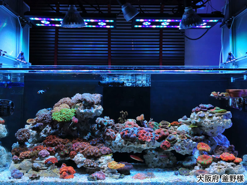 最終値下げ SPECTRA SP200 スペクトラ ブラック LED スペクトラSP200