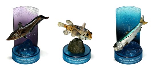 ツマグロ 新江ノ島水族館への誘い ツマグロ 新江ノ島水族館への誘い