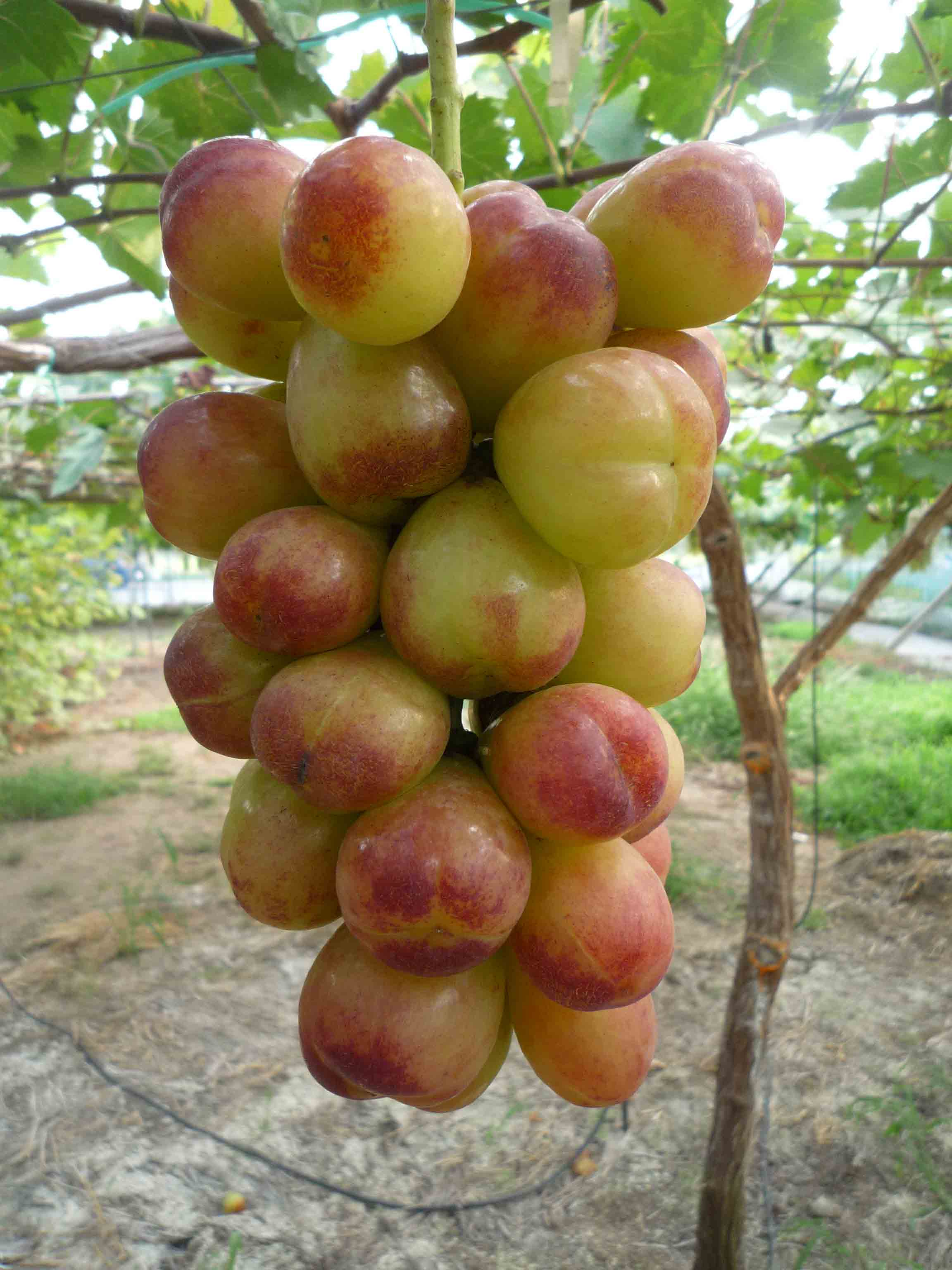 ぶどうの品種解説（ハイベリー、アウローラ21、アリサ）