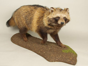 三重県総合博物館 タヌキ