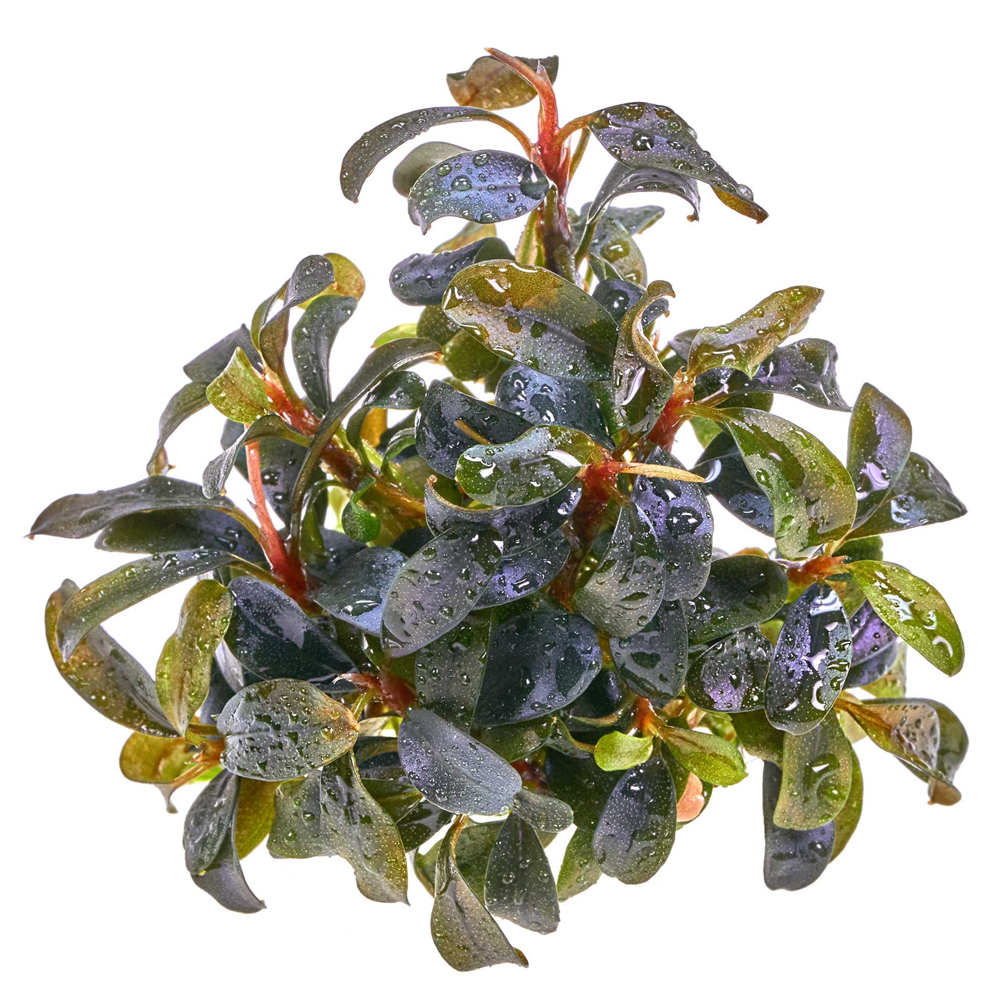 Bucephalandra sp. Motleyana 水上葉1株 ブセファランドラsp