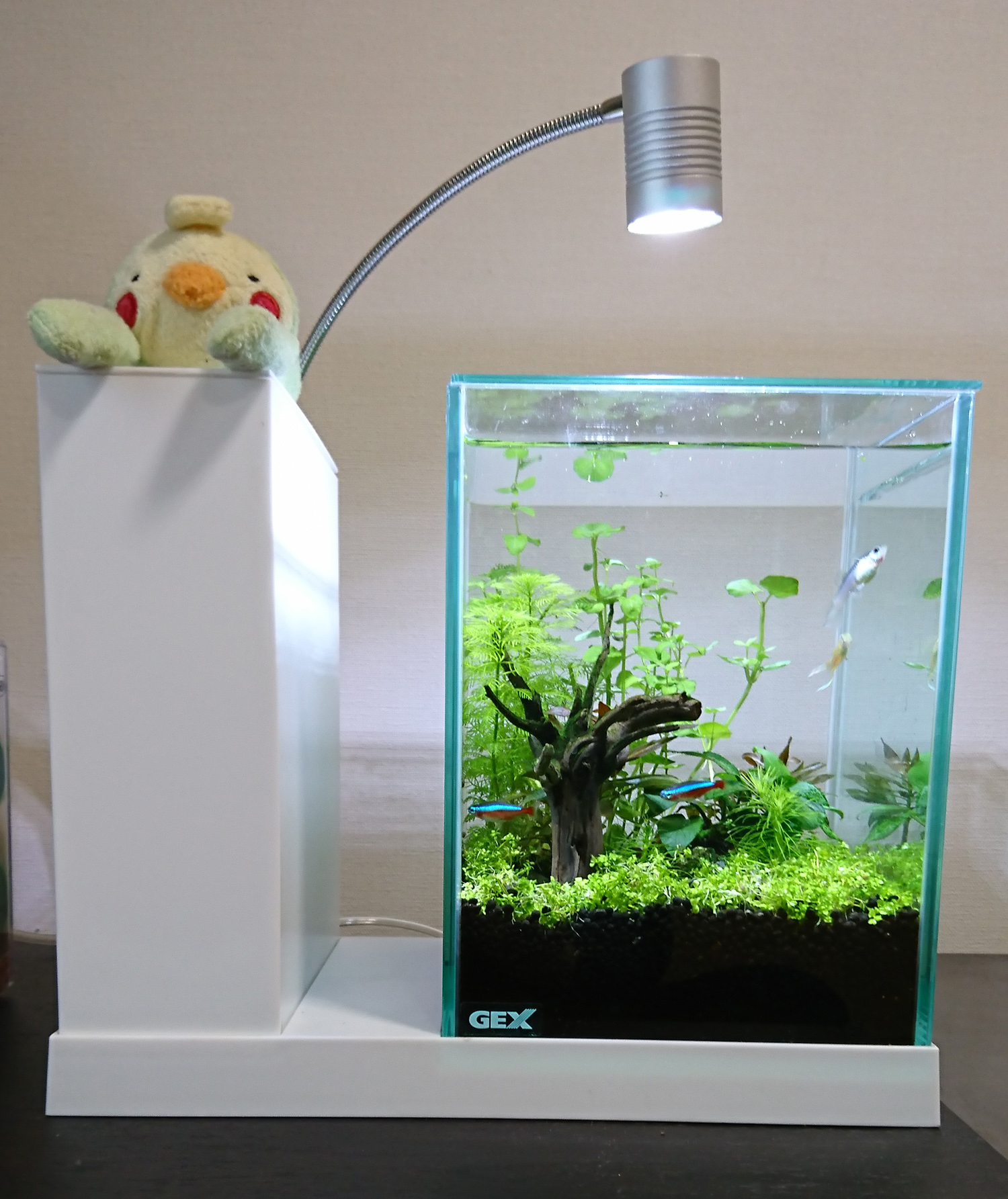 迅速発送】GEX aquarista Ga AQUA-U White 新品水槽 Ga AQUA-U White