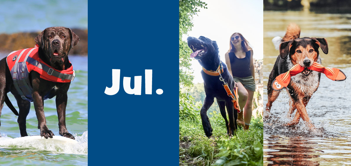 HUNTER 犬用ライフジャケット ハンター フロート HUNTER 7月入荷：川や