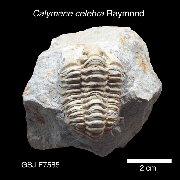 地質年表 | 地質標本館QRコード