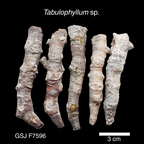 北海道初山別村産 クモヒトデ化石 密集標本 貴重標本 化石 【公式通販】