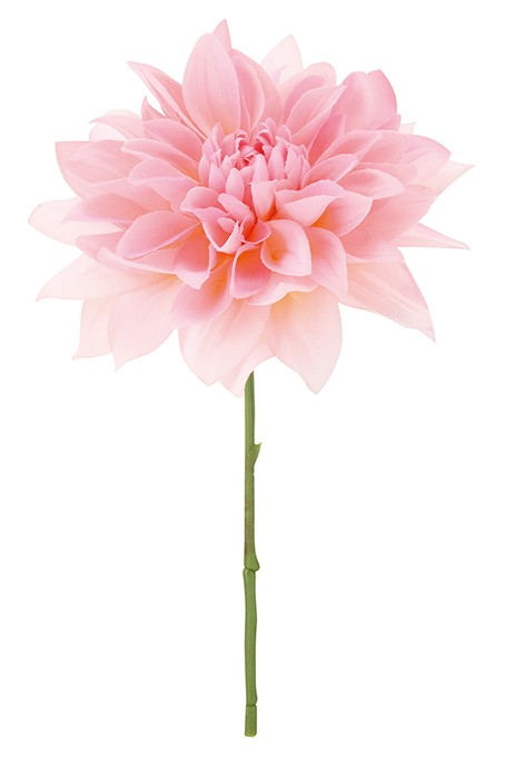 ダリアピック（アンティーククリームピンク）（商品詳細）| 株式会社ドガ