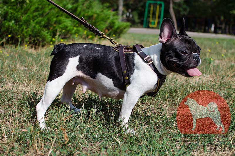 フレンチブルドッグ用 ハーネス│ フレンチブル ハーネス おしゃれ