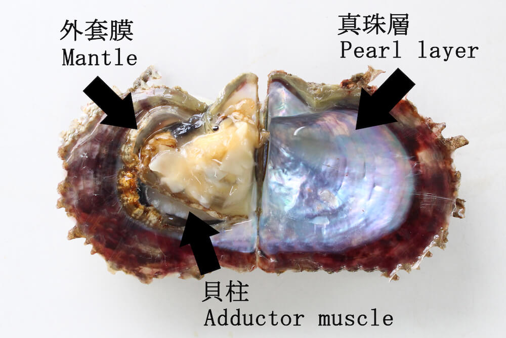 真珠養殖とは | 土居真珠公式サイト