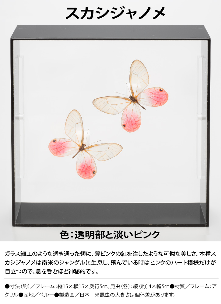 蝶の標本コレクション！スカシジャノメ - 三宝堂オンラインショップ