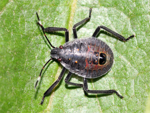 マダガスカル産 カメムシ 13mmマダガスカル産 カメムシ 13mm