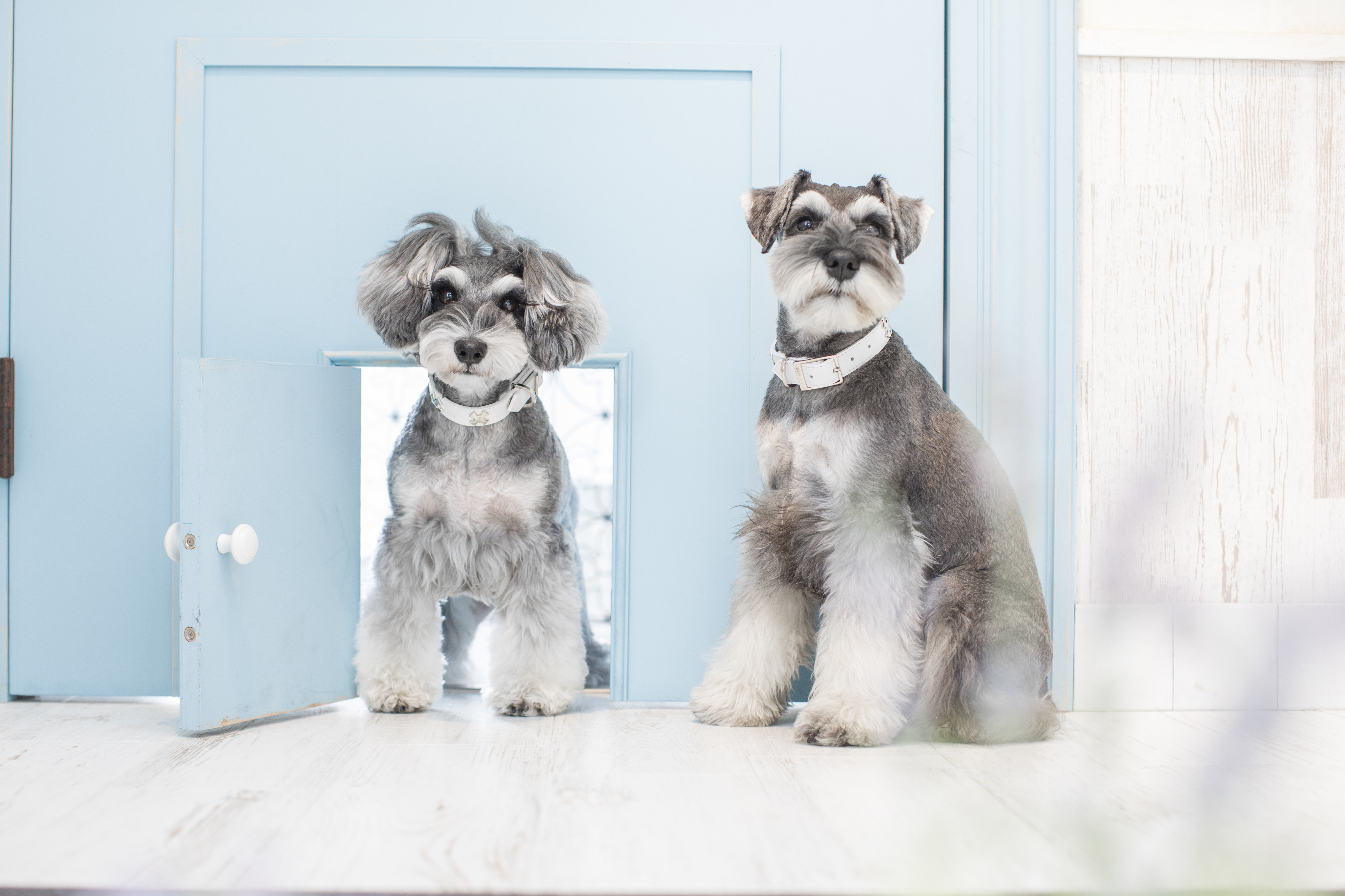 Shop info - design f Official Site