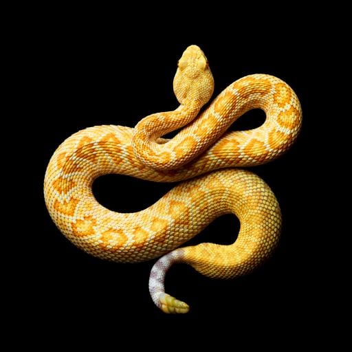 Those Snake Photographs Are Amazing, Price Was A Black Mamba Bite