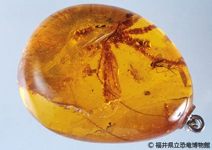 琥珀」はどんなところで見つかるの？｜恐竜・古生物 Q&A｜FPDM: 福井